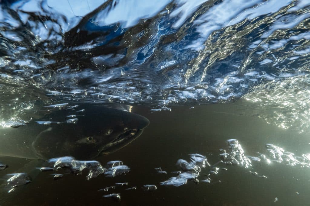 A salmon underwater.