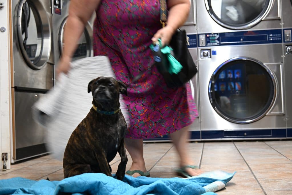 You would never expect to see a dog in a laundromat. In this local Colonial Laundromat, however, Karen Castles brings her dog Milo all the time. Either waiting in the car or going in too, Karen always keeps a friend near.
